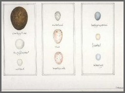 print eggs3.jpg